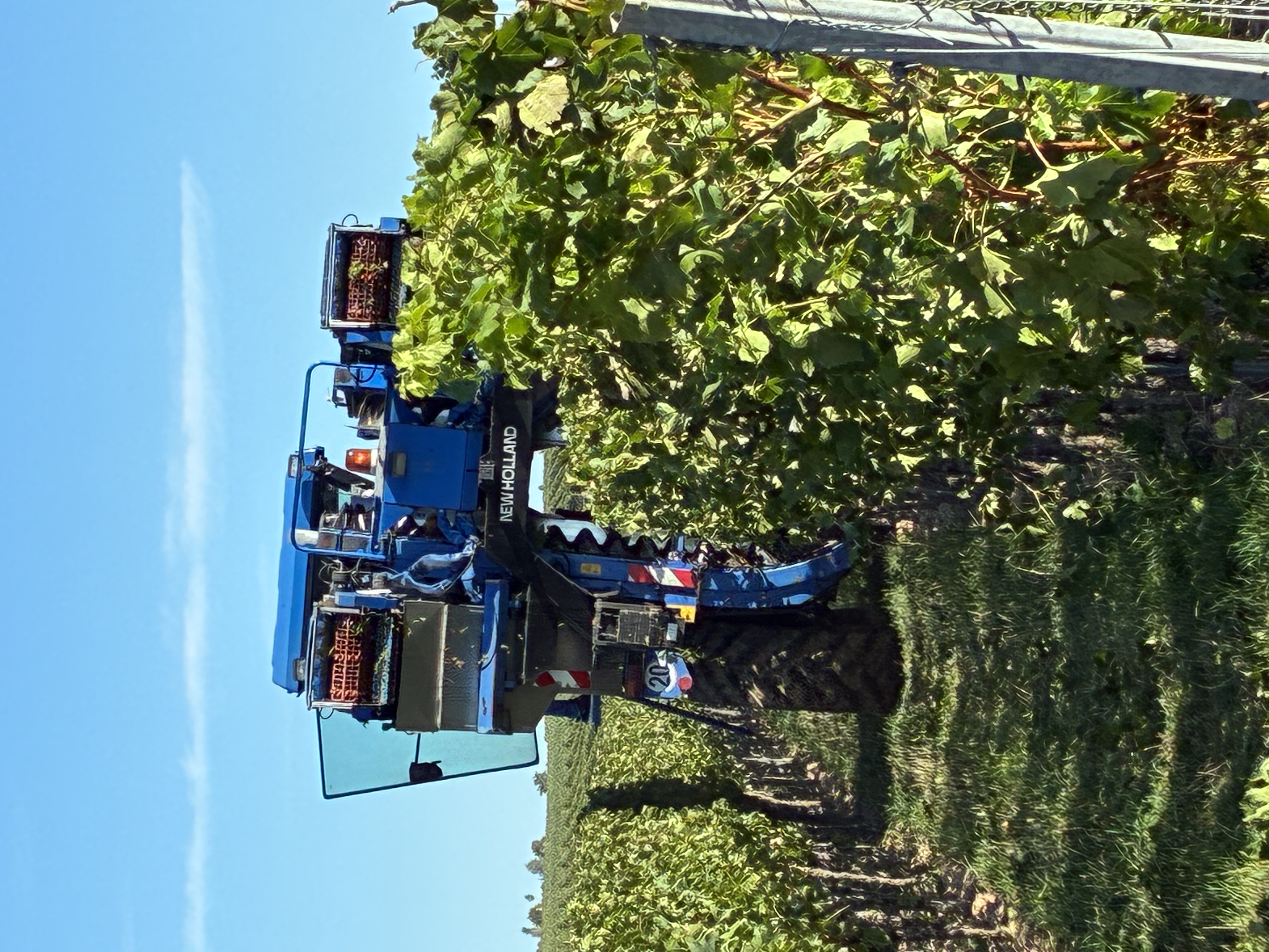 Weinlese