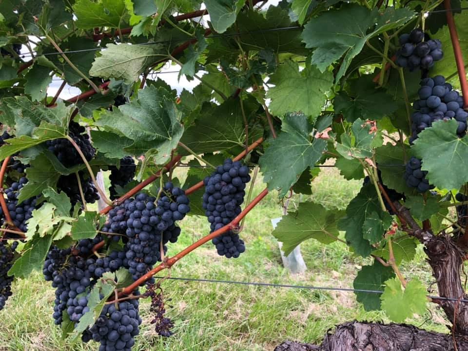 Weinreben